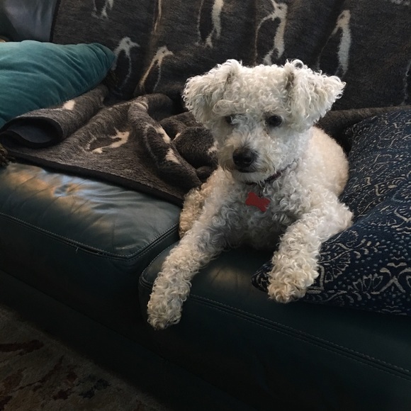 Meet your Posher, Silvia - Picture 1 of 1